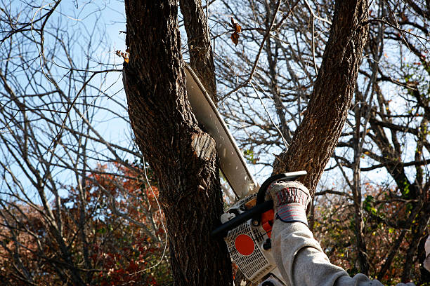 Best Hazardous Tree Removal  in USA